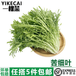 【YIKECAI】苦细叶500g 新鲜苦叶生菜蔬菜苦菊沙拉食材狗牙菜苦苣