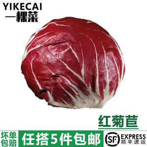 【YIKECAI】红菊苣500g 落地红球 新鲜蔬菜沙拉食材西餐配菜紫苣