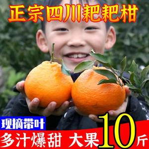 四川蒲江春见耙耙柑粑粑柑杷杷柑新鲜水果当季整箱桔子10斤丑柑橘