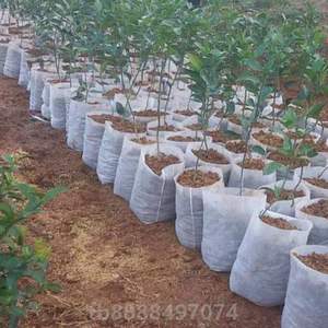 种植果苗一次性土带袋种植育苗树苗营养袋无纺布!育苗杯育苗带用
