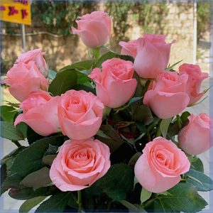 玫瑰鲜花云南直发花束昆明基地速递同城戴安娜艾莎520情人节礼物