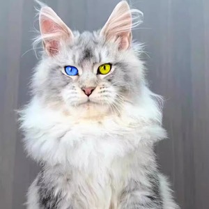 纯种俄罗斯巨型缅因猫幼猫血统级大型霸气棕虎斑银虎斑烟灰森林猫