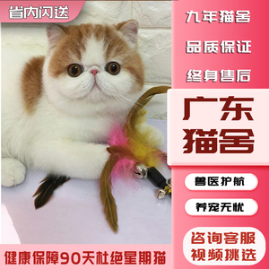 【广东猫舍】加菲猫纯种幼崽曼基康矮脚猫短腿小猫咪宠物活的小奶