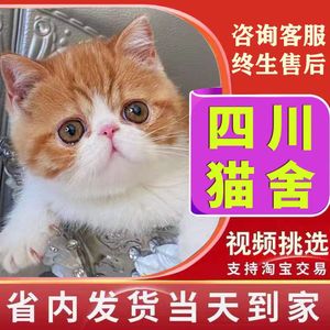 【四川猫舍】加菲猫纯种幼崽曼基康矮脚猫短腿小猫咪宠物活的小奶