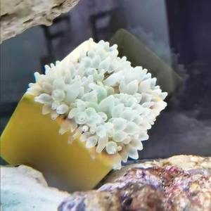 奶海嘴海葵窝小丑窝鱼繁殖罐深淡海通用珊瑚窝地毯鱼水草鱼缸造景