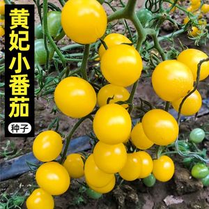 黄姑娘番茄种子甜番茄种籽无限生长型小西红柿种子四季播柿子种籽