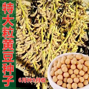 大黄豆大粒大豆子特大号高产种子中晚熟大豆菜毛豆种子6月半种植