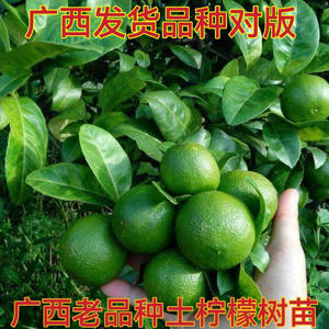 广西本地土柠檬树苗老品种柠檬牛脚子腌制咸柠檬叶子去腥南方种植