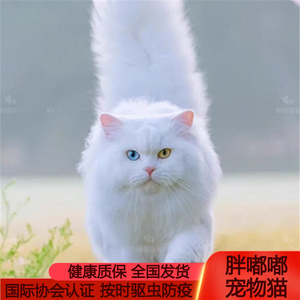 临清狮子猫山东狮子猫纯白长毛异瞳猫本土猫田园猫咪会抓老鼠的猫