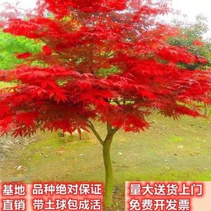 红枫树苗日本红舞姬四季原生三季中国常年火焰小庭院户外盆叶栽景