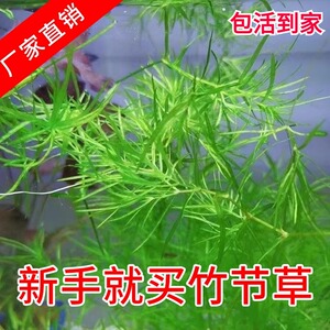 竹节草水草带根鱼缸水培植物蜈蚣草浮萍净化水质专用增氧造景养鱼