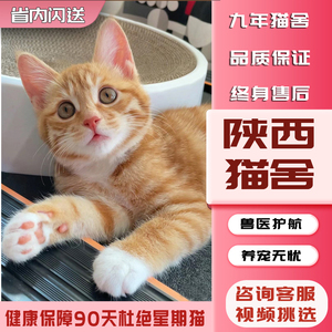 【陕西猫舍】橘猫幼崽中华田园猫狸花猫纯黑猫白猫奶牛猫小三花可