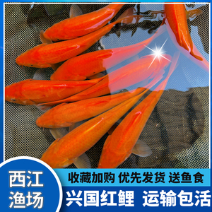 正宗纯种兴国红鲤鱼苗可食用淡水养殖观赏鱼苗荷包红鲤鱼苗包邮