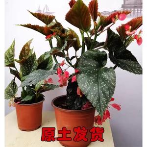 竹节海棠花盆栽观花植物秋海棠花带花发货四季开花阳台客厅吸甲醛