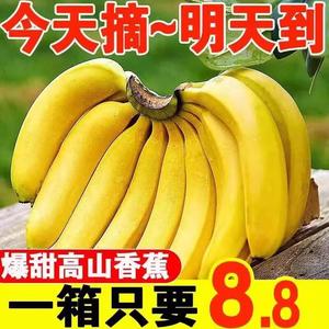 云南高山香蕉10斤新鲜当季水果自然熟芭蕉米蕉叶小米蕉大芭蕉甜5