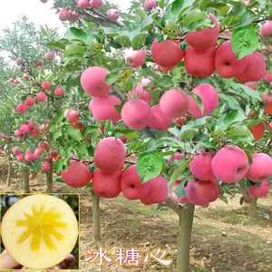 正宗苹果树苗嫁接红富士北方庭院种植耐寒盆栽矮化果树苗当年结果