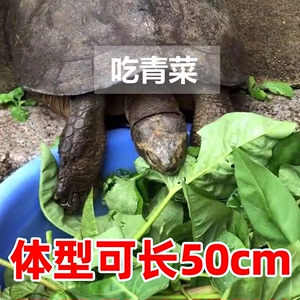 陆地巨型草龟吃菜龟活物特大乌龟中华小乌龟龟苗宠物大型长寿大只