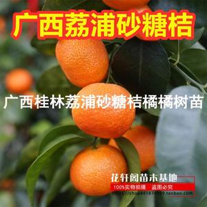 当年结果南北方种植桔子苗广西桂林荔浦砂糖桔沙糖蜜橘橘树苗