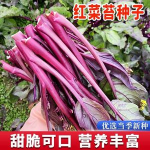 红菜苔种子四季播种高产早熟红菜心种籽耐寒耐热秋播蔬菜种籽大全