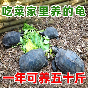 陆地巨型草龟吃菜龟特大乌龟活体小乌龟龟苗宠物活物下蛋龟罕见龟