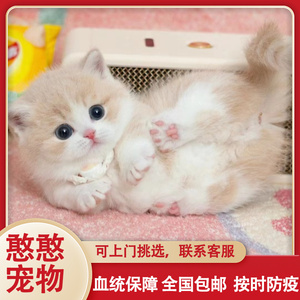 曼基康矮脚猫幼猫乳白短腿起司蓝白拿破仑纯白英短宠物猫活体幼猫