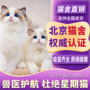 【北京猫舍】布偶纯种猫幼猫活物蓝双海双仙女猫蓝眼睛长毛猫幼崽