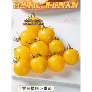 陕西柿愿千禧小番茄圣女果超甜黄色西红柿新鲜水果当季蔬菜自然熟