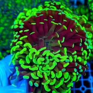 双色荧光绿榔头海缸鱼缸海葵软体生物珊瑚小丑鱼新手易入手高颜值