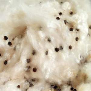 散装枕芯枕头木棉花籽木棉含籽有优质料天然有籽带籽木棉!