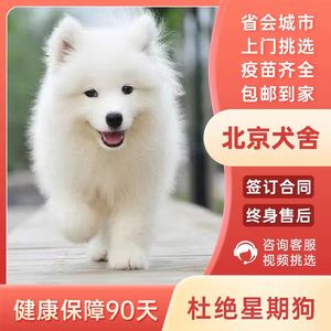 【北京犬舍】纯种萨摩耶幼犬熊版幼犬微笑天使犬幼犬活体宠物狗