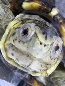 000直播专拍链接小乌龟活物容易养活深水龟活体