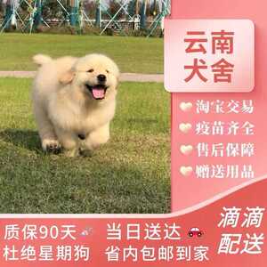 【云南犬舍】金毛幼犬活体赛级纯种宠物狗活幼体小狗家养大型犬