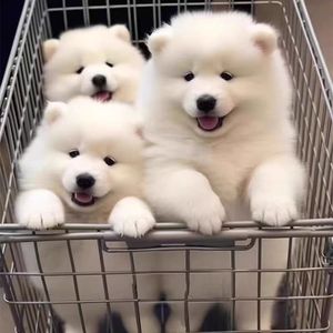 纯种萨摩耶幼犬活体中型犬微笑天使萨摩耶雪橇犬白色家养宠物狗