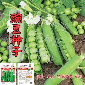 台湾长寿仁种子甜豌豆种子豌豆种籽耐寒冬季四季豆长寿豆仁蔬菜种