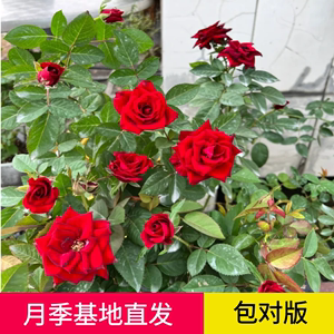 红丝绒月季盆栽花苗特大四季开花玫瑰植物庭院阳台植物带多花苞