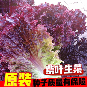 紫叶生菜种子沙拉菜种子耐寒热小院庭院大田蔬菜种子菜籽四季种植