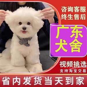 广东犬舍犬舍纯种比熊幼犬活体白色可爱型法国卷毛小型犬宠物小狗