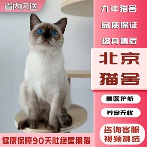 【北京猫舍】纯种暹罗猫幼猫海豹重点色暹罗幼猫大黑脸蓝眼猫咪