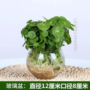 植水培房花盆养植铜钱客厅水养栽植家居招财草小绿植物园艺空气_