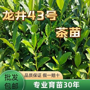 龙井早茶苗43茶苗安吉白茶苗新鲜长林耐寒四季南方茶树苗优质薄皮