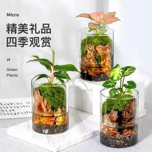 新款 透明花盆水培植物玻璃瓶微景观生态瓶鱼缸器皿摆件斗鱼瓶
