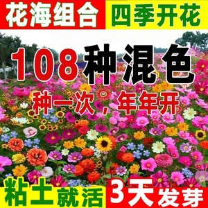 野花组合花种子四季开花易种活多年生室外庭院盆栽波斯菊格桑花籽