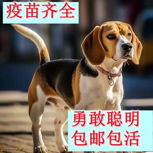 比格犬警犬小狗米鲁犬猎兔犬狗狗大耳朵宠物小型猎犬幼犬短毛