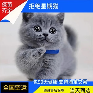 纯种蓝猫幼猫活体英短蓝白猫幼崽矮脚折耳英国短毛猫宠物猫咪活物