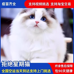 纯种布偶猫幼猫长毛仙女猫蓝双海双蓝眼睛重点色活体宠物猫咪活物