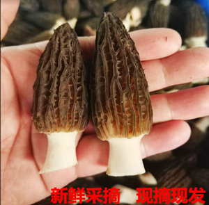 云南四川高原头茬新鲜羊肚菌食材现采当季煲汤菌菇 顺丰空运包邮