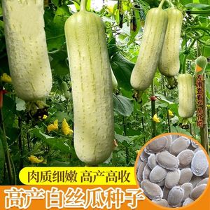 摘不败白玉白丝瓜种子籽高产早熟坐果多广西蔬菜种子大全耐热耐寒