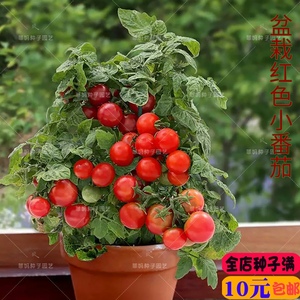 矮生盆栽樱桃小番茄种子红珍珠圣女果西红柿阳台四季水果种籽孑苗