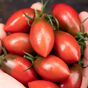 福建迷彩小番茄紫色小西红柿新鲜圣女果子弹头小柿子农家种植脆甜