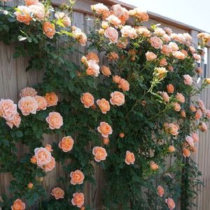 爬墙蔷薇花种籽子四季播种开花月季爬藤植物花籽室外庭院花卉种子